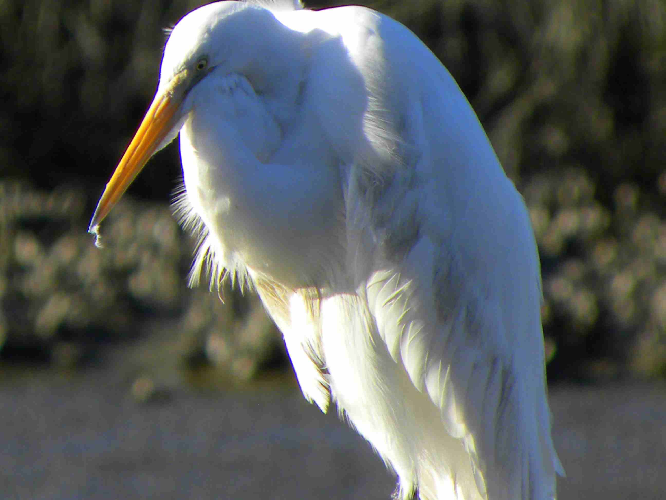 Edisto Beach